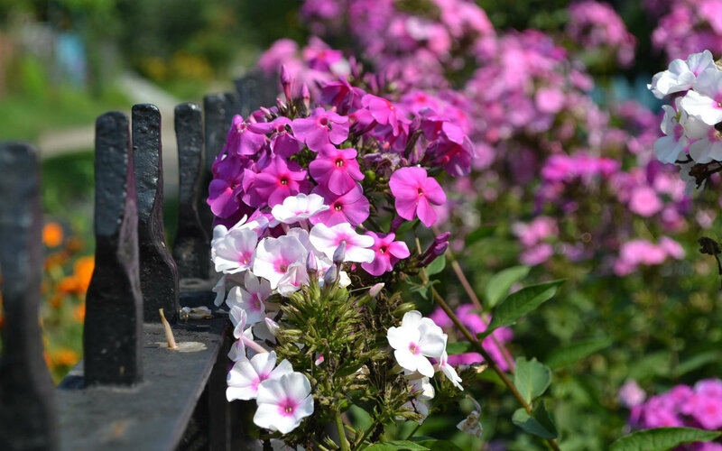 Purple and White Phlox Flowers — Pink
