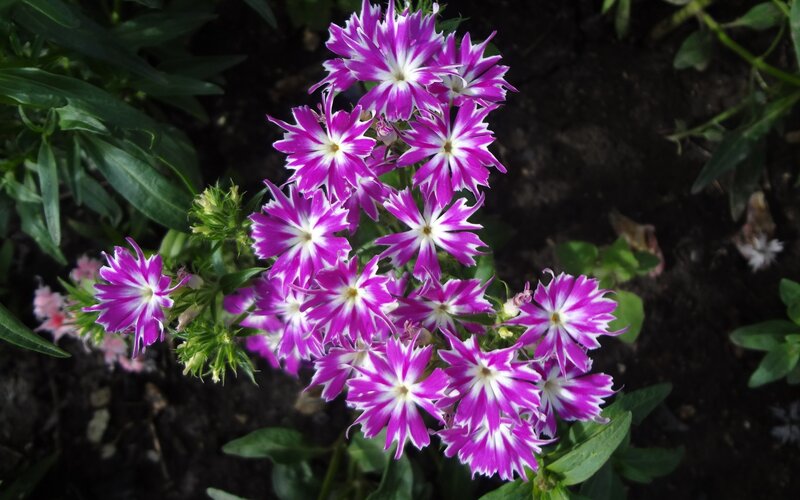 purple and white phlox flowers
