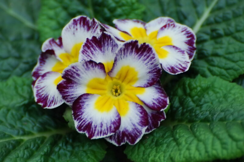 Purple and White Primrose