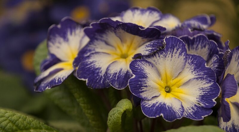 Purple and White Primroses — Calm, Photograph