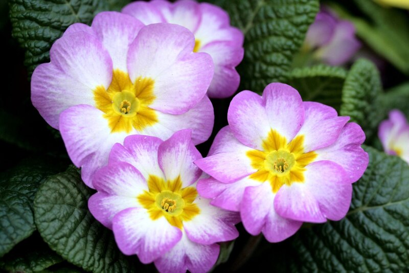 Purple and White Primroses — Calm, Spring, Photograph
