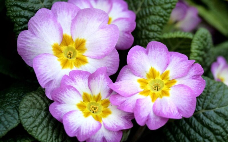 Purple and White Primroses — Calm, Spring