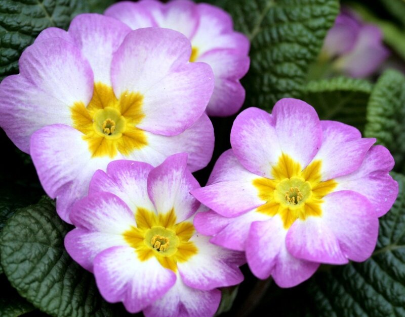 Purple and White Primroses — Calm