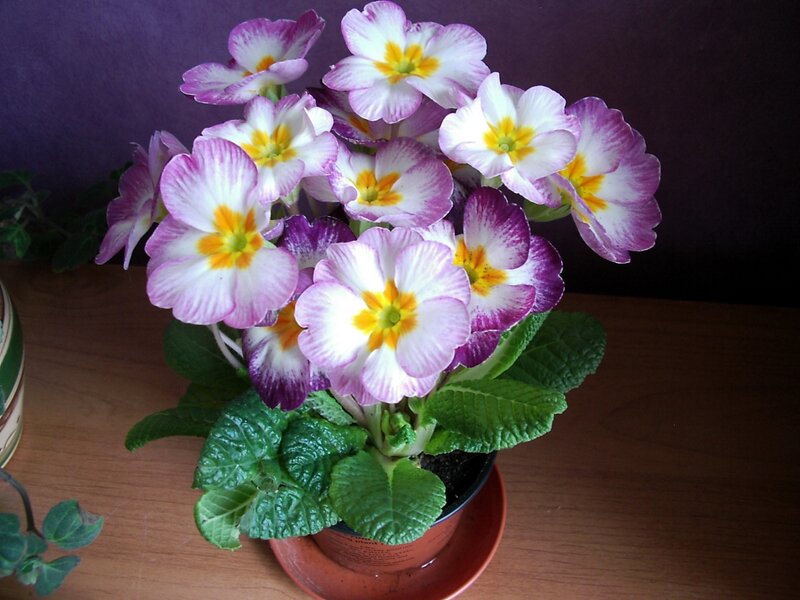 purple and white primroses