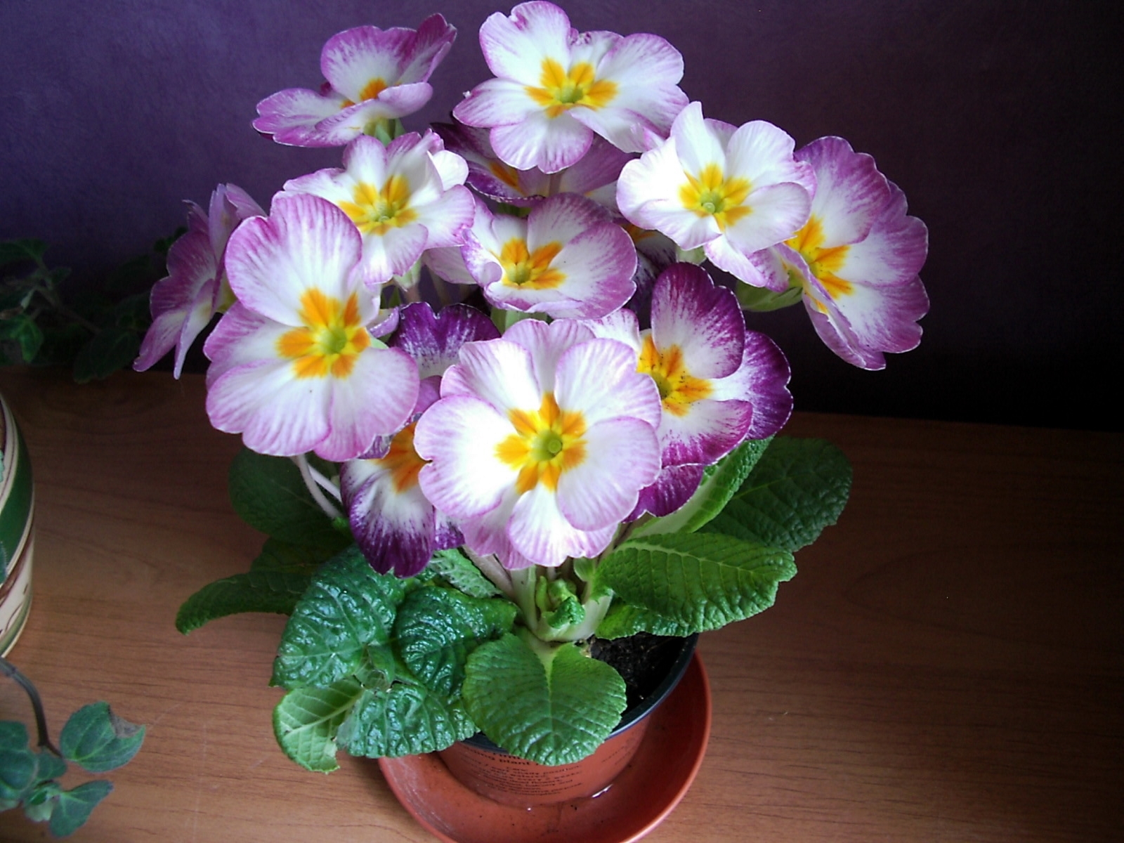 purple and white primroses