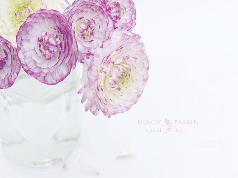 Purple and White Ranunculus