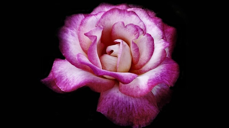 Purple and White Rose — Dramatic