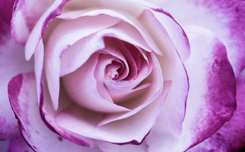 Purple and White Rose — Pink