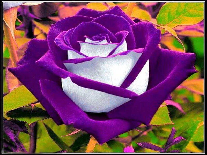 Purple and White Rose