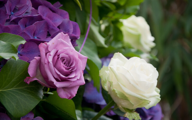 Purple and White Roses — Calm, Photograph, Hydrangea