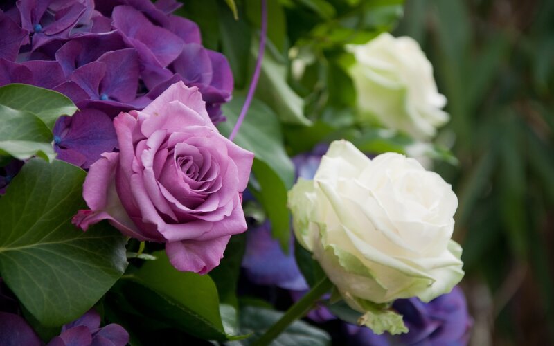 Purple and White Roses — Calm, Photograph, Hydrangeas