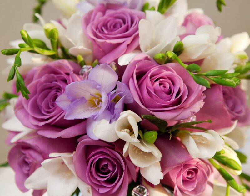 Purple and White Roses — Calm, Photograph