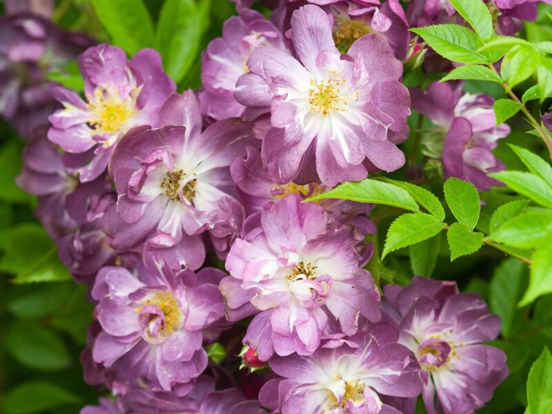 Purple and White Roses — Calm, Spring