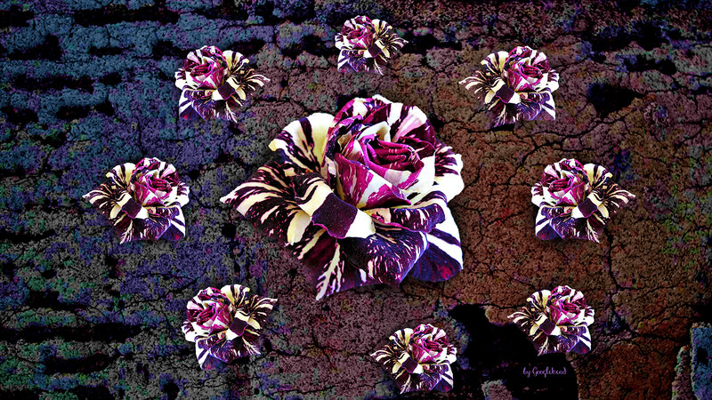 Purple and White Roses — Dramatic