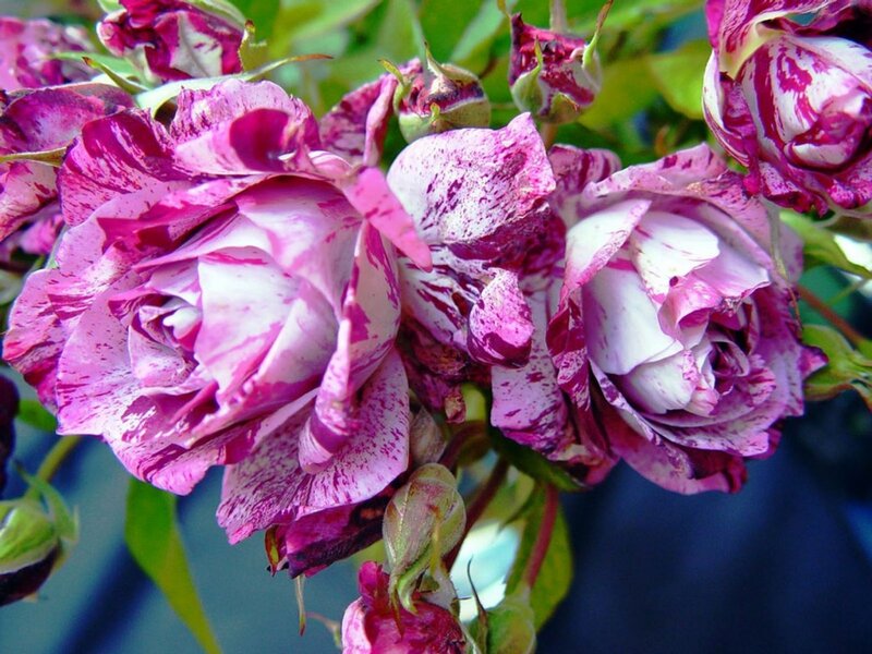 Purple and White Roses — Pink