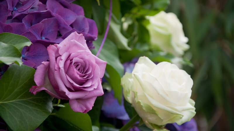 Purple and White Roses — Serene, Photograph, Hydrangeas