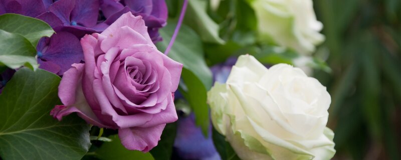 Purple and White Roses — Serene