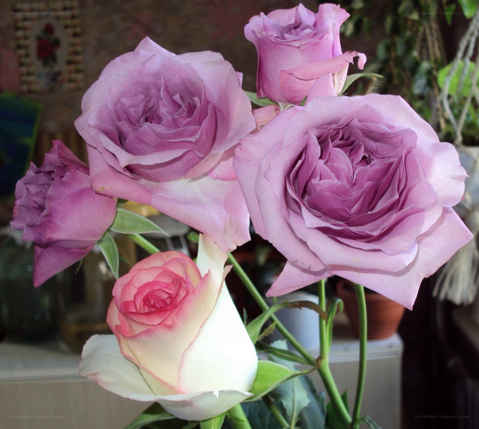 Purple and white roses