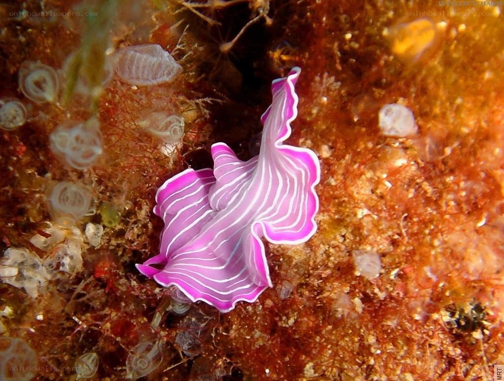 Purple and white sea slug