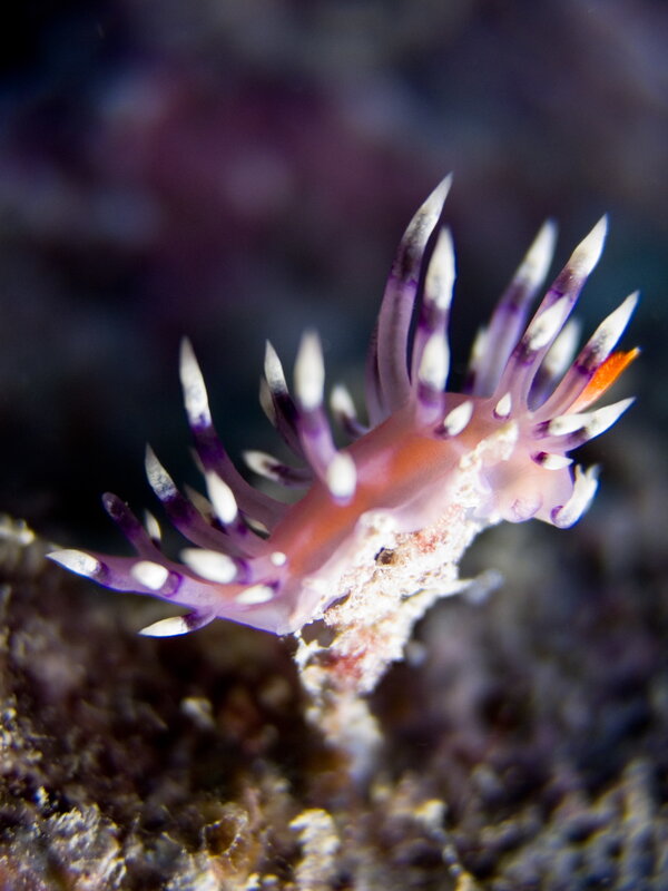 Purple and white sea slug