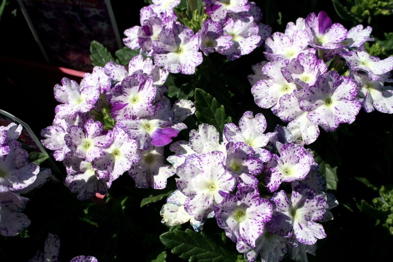 purple and white speckled flowers