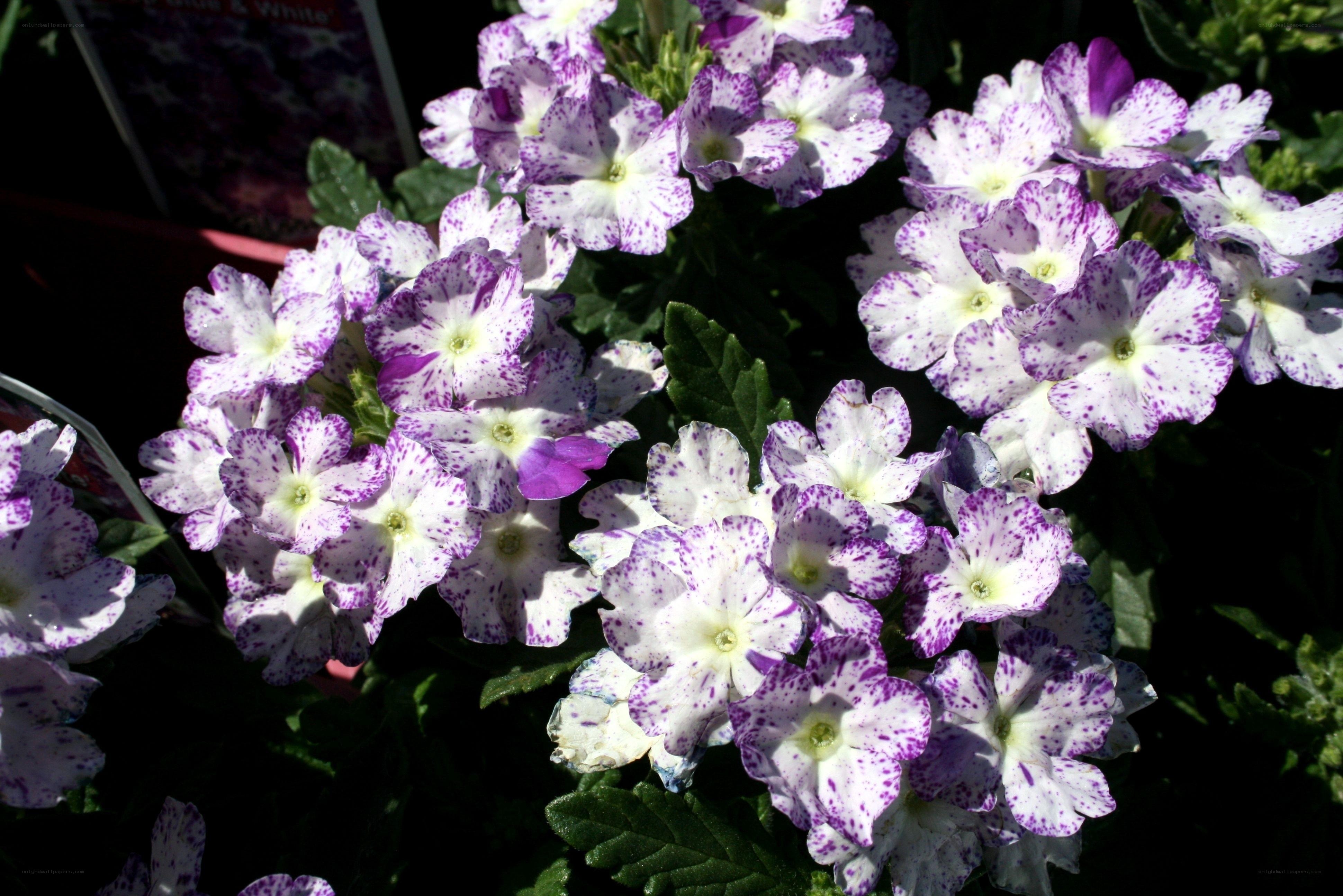 purple and white speckled flowers