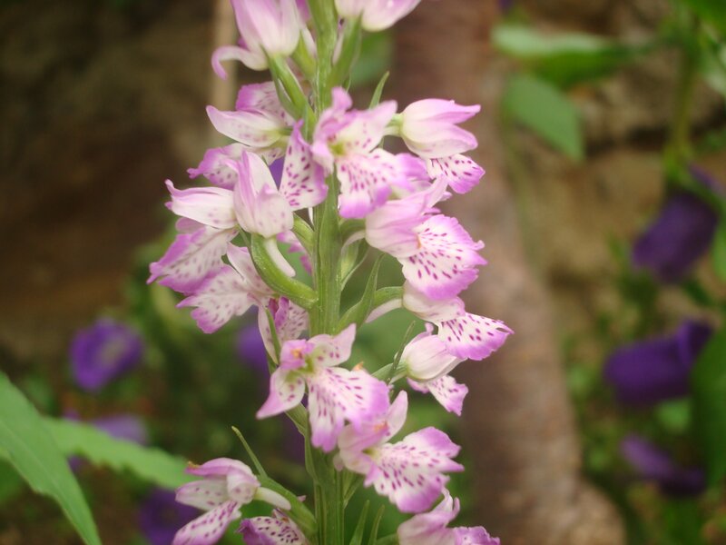 purple and white spotted orchid