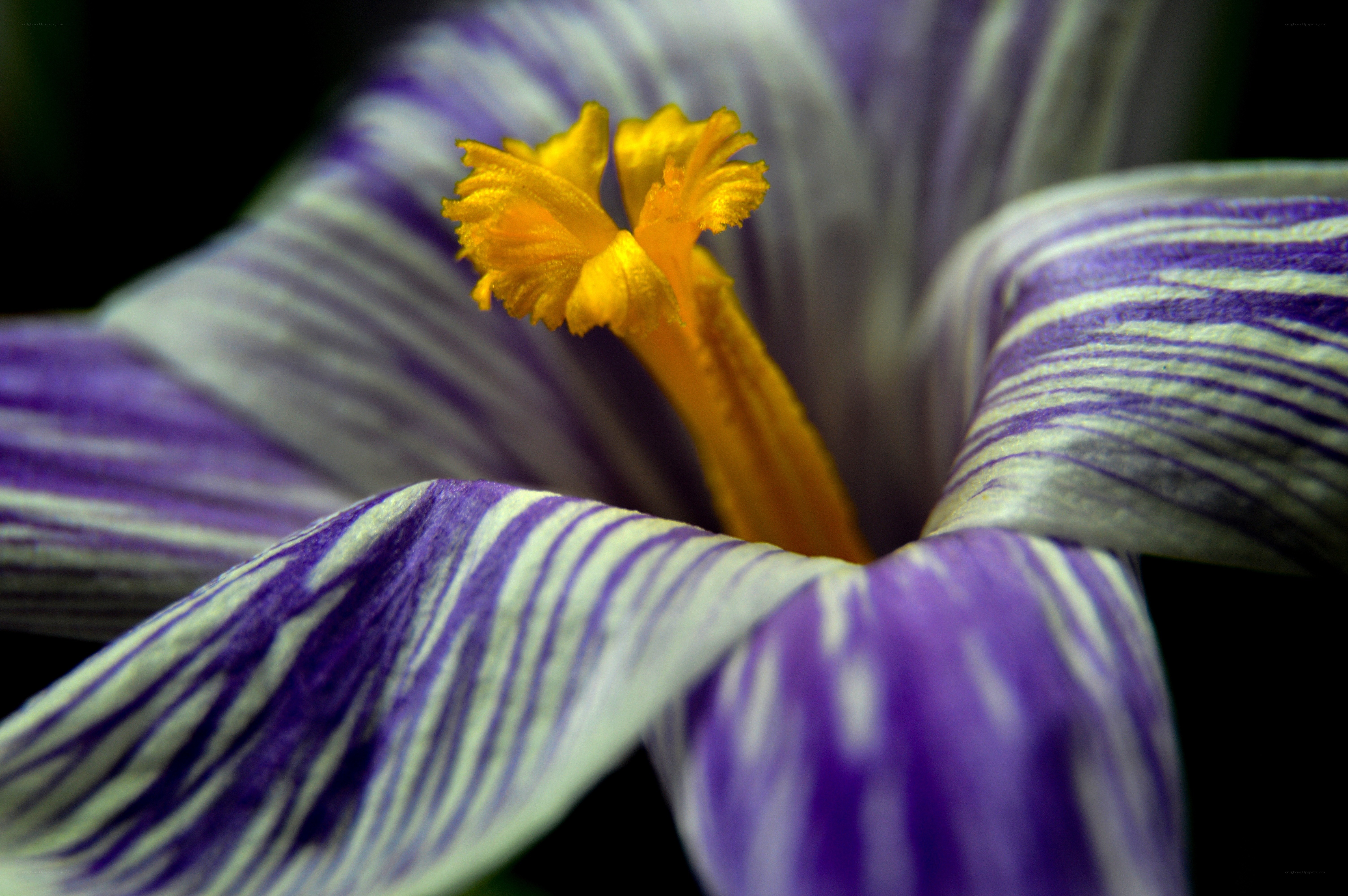 purple and white striped flower