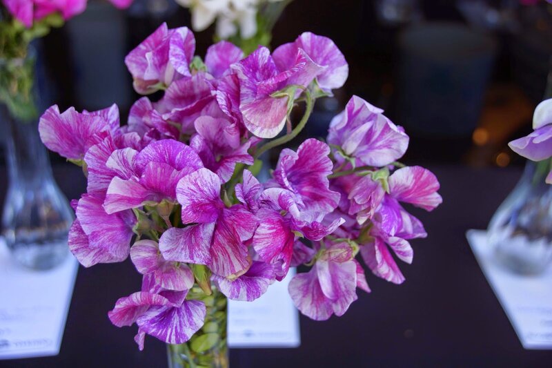 Purple and White Sweet Peas — Calm