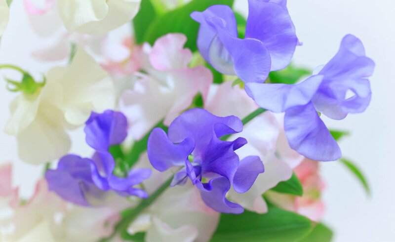 Purple and White Sweet Peas — Serene, Spring