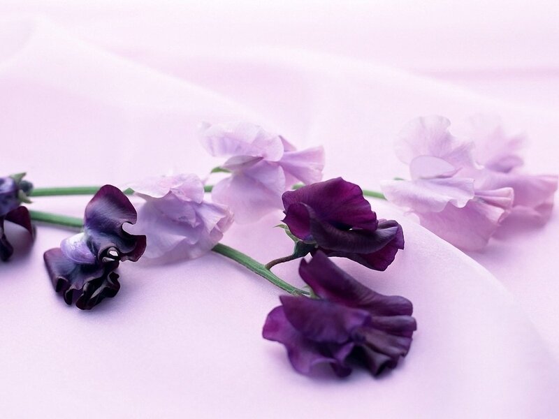 Purple and White Sweet Peas — Serene