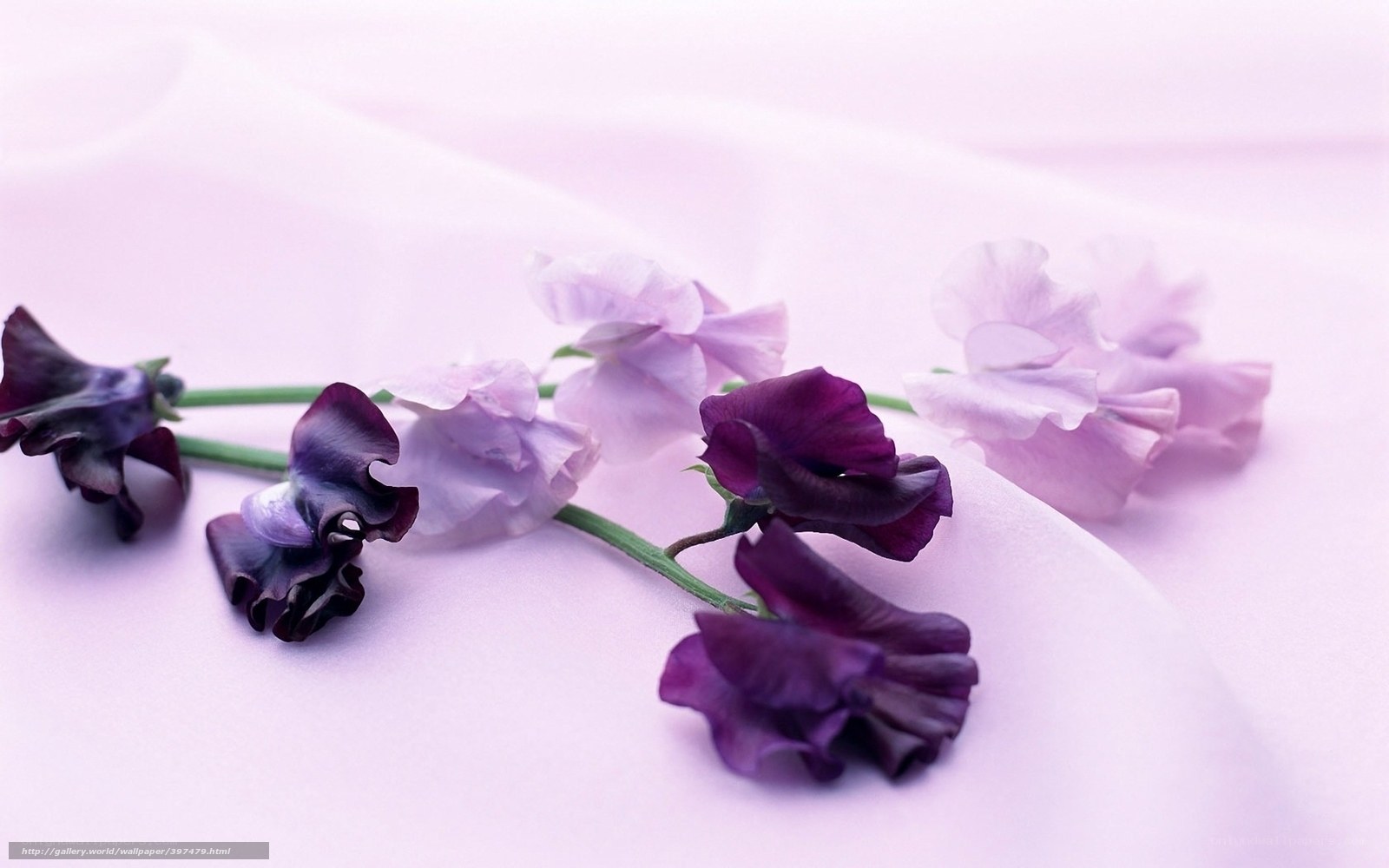 Purple and white sweet peas