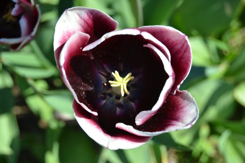 Purple and White Tulip — Calm