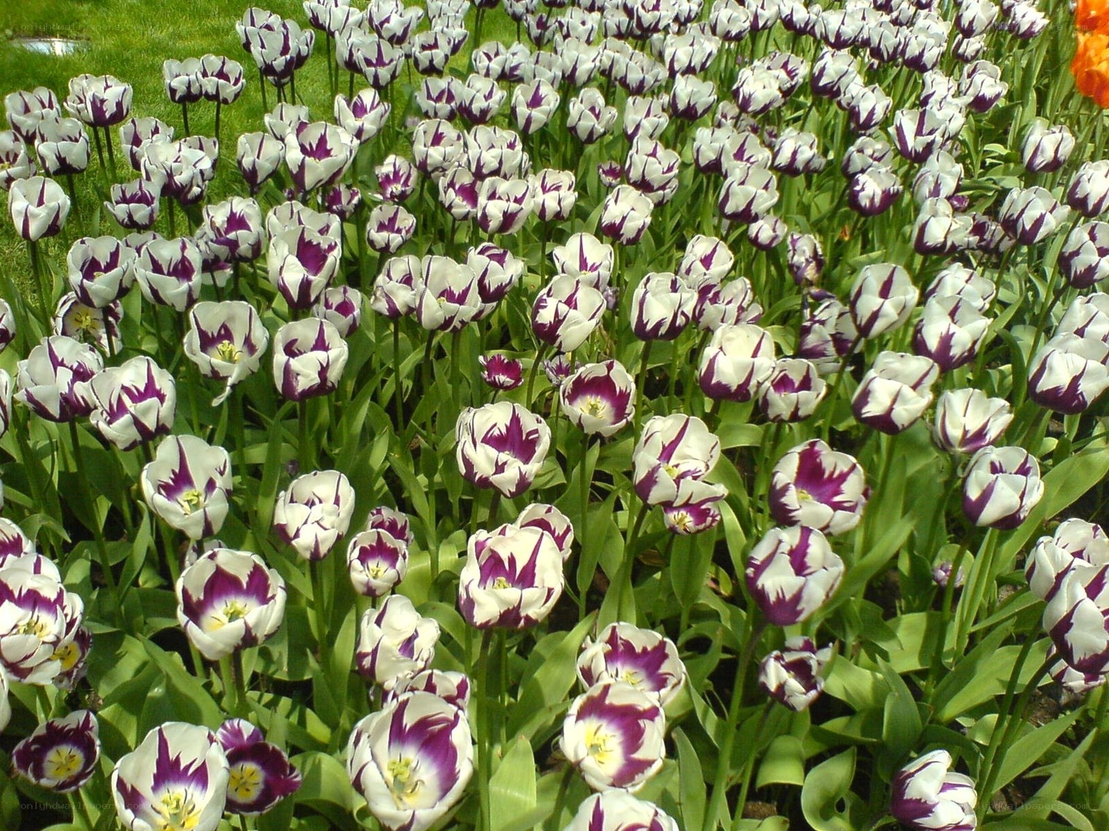 purple and white tulip field