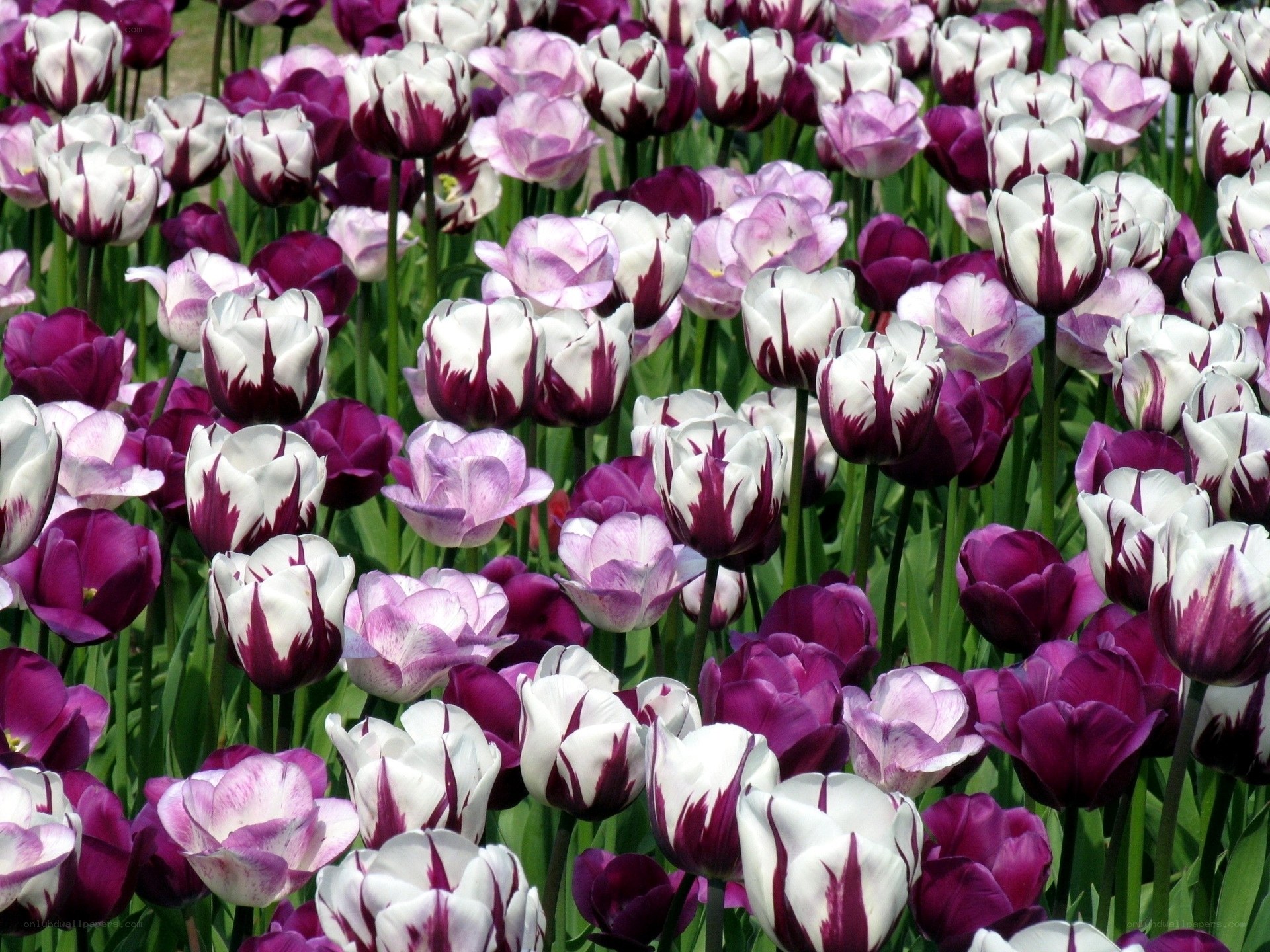 Purple and white tulip field