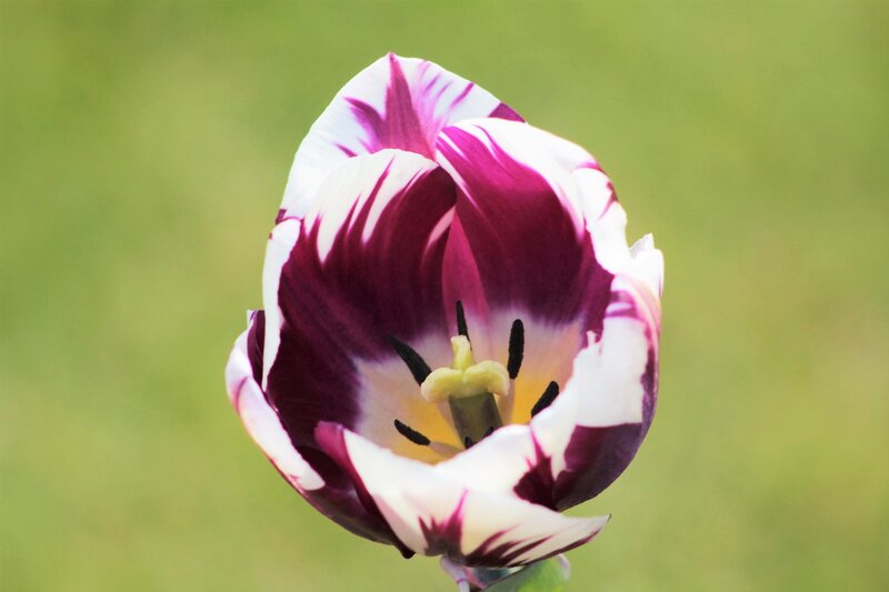 purple and white tulip flower