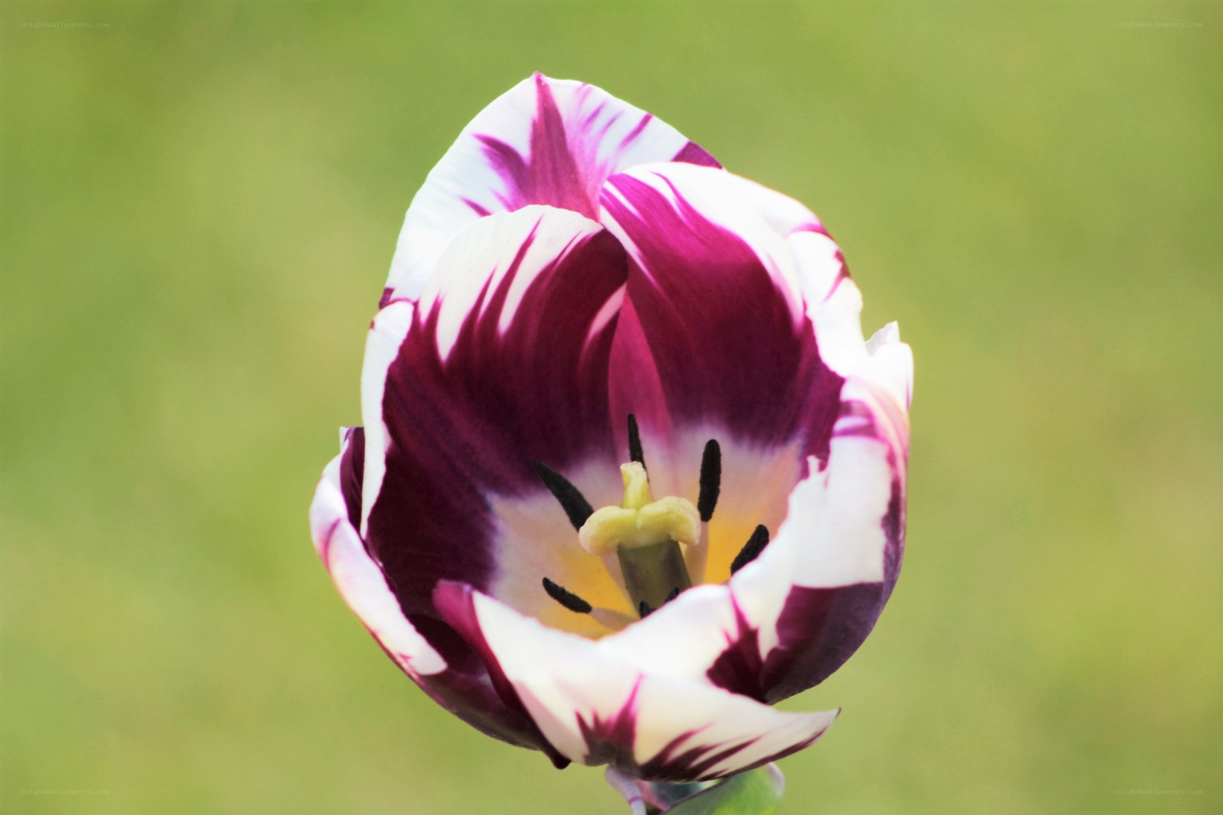purple and white tulip flower