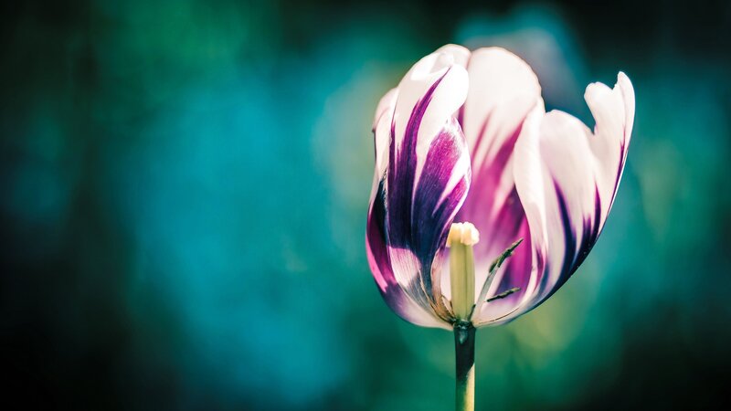 Purple and White Tulip — Serene, Photograph