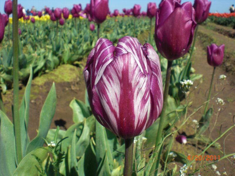 Purple and White Tulip — Serene, Spring