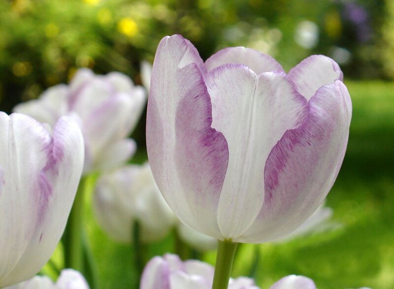 Purple and White Tulip — Serene