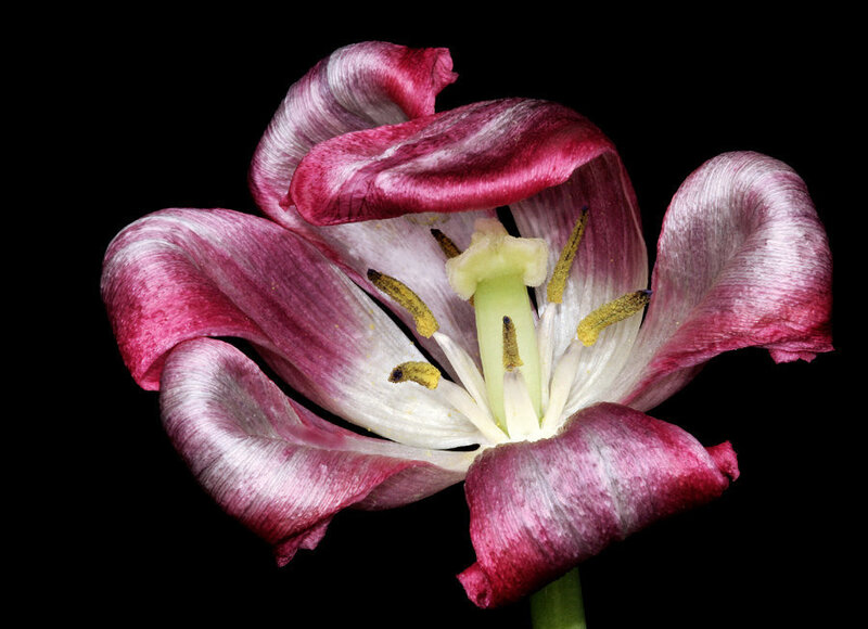 Purple and White Tulip