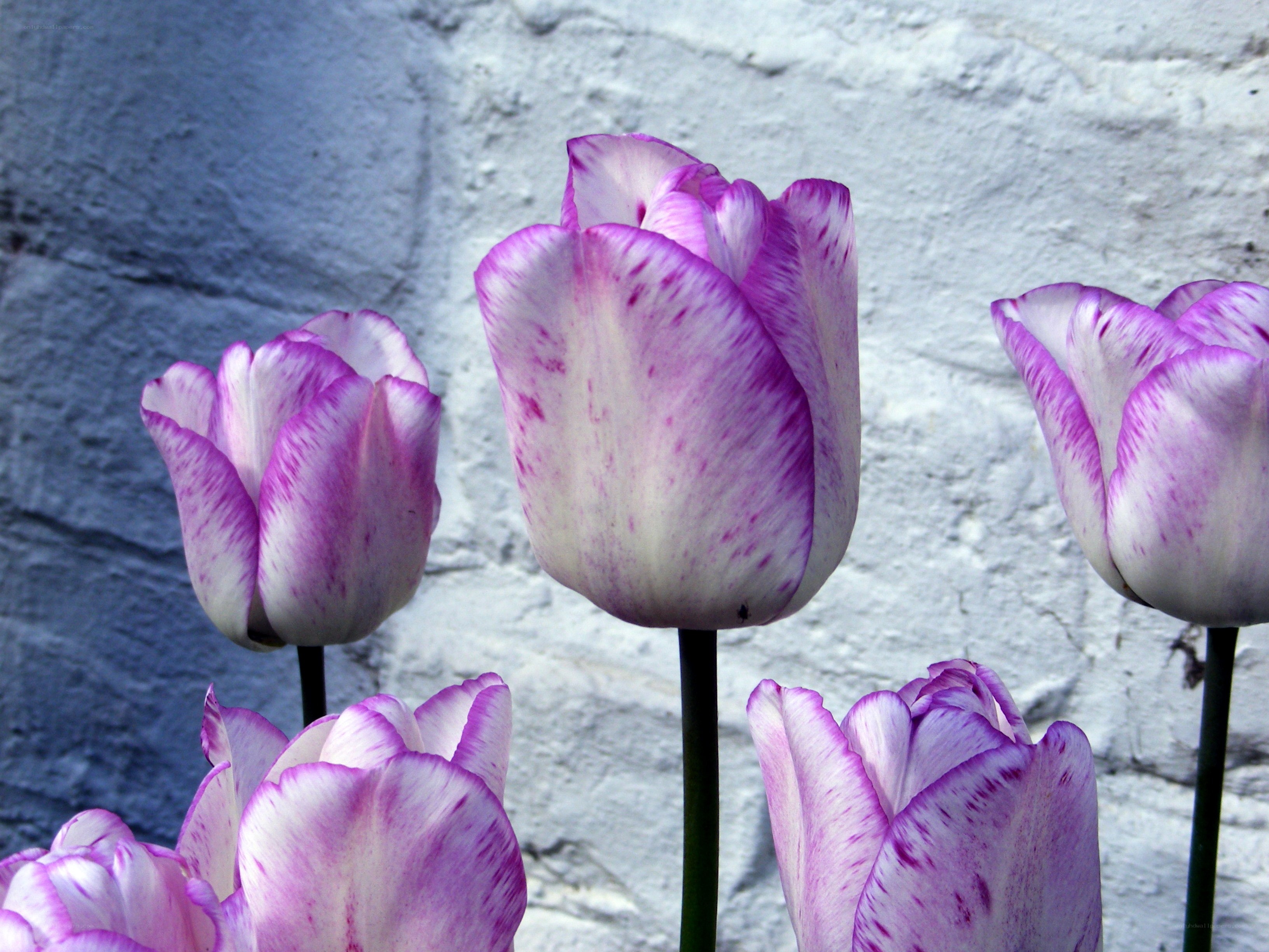 Purple and white tulips