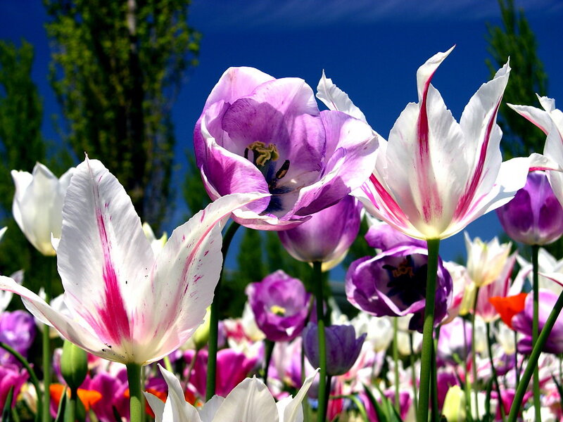 Purple and White Tulips — Bright