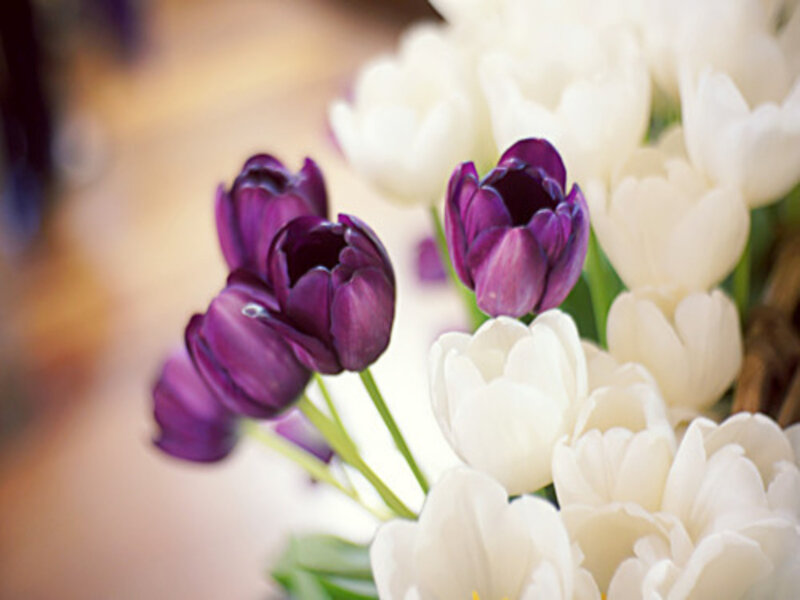 Purple and White Tulips — Calm, Photograph