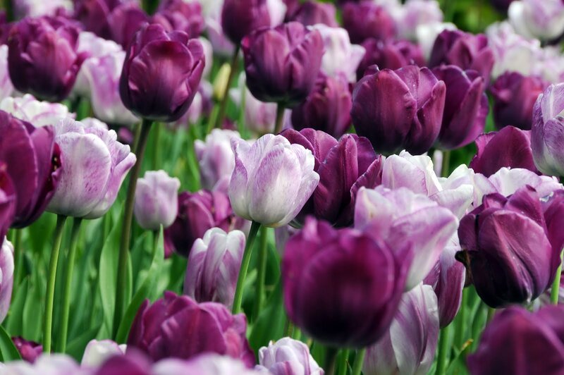 Purple and White Tulips — Calm, Spring, Photograph