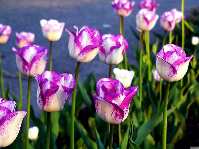 Purple and White Tulips — Calm, Spring