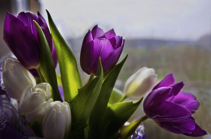 Purple and White Tulips — Calm