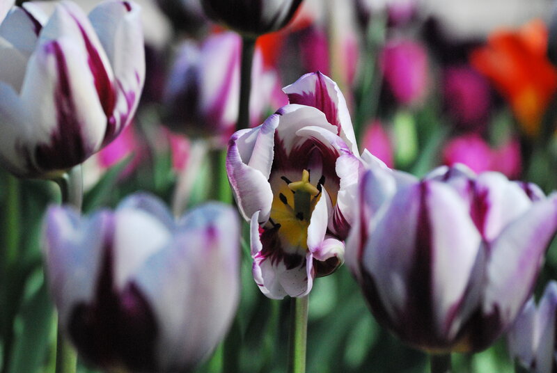 Purple and white tulips in bloom