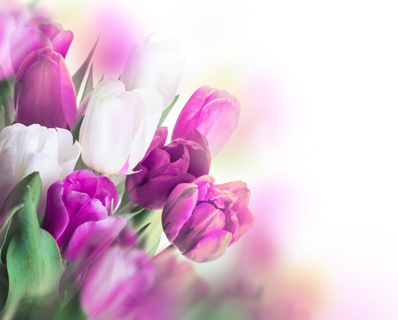Purple and White Tulips — Pink, Serene, Spring