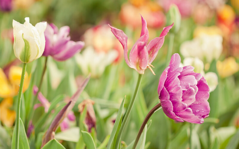 Purple and White Tulips — Pink, Serene